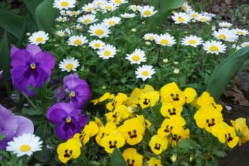 「盗って何が悪いのよ。息子は警察勤務だからもみ消せるわ」と花壇の花を引き千切る高齢女性に悩む女性