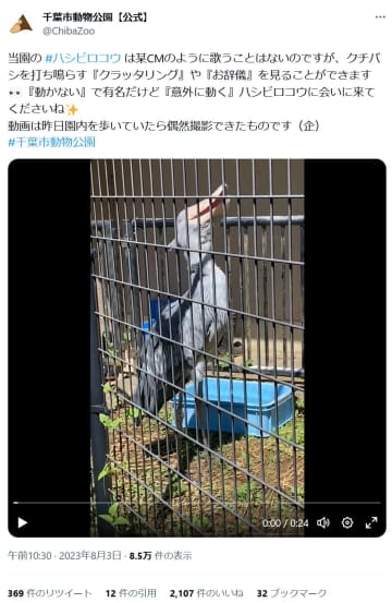 ハシビロコウ「意外に動く」　クチバシ打ち鳴らしてお辞儀　レアな光景？に反響　千葉市動物公園 