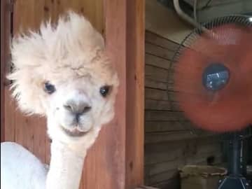 「いい顔w」「涼しそ～」　動画「アルパカ扇風機」が話題　個性的ヘアが風になびく　総集編も作成　千葉・市川市動植物園