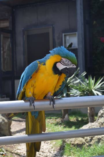 カピバラ、インコ餌付けなど体験　千葉・アロハガーデンたてやま