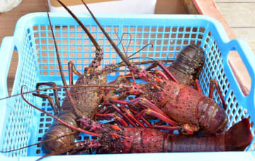 勝浦、夏休みに漁師体験　イセエビ水揚げ、間近で　魚介類“お土産”も　9月10日まで