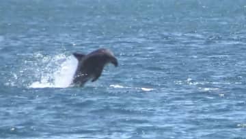 千葉・イルカがジャンプ　異変...「迷惑」も「感動」