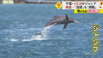 【今年初】イルカの群れがジャンプ！　釣り人「カツオ釣れなくなった」と困惑も「姿見れて感動」　千葉・館山港
