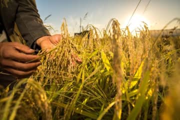 中国で夏季食糧・搾油作物が収穫の季節を迎える