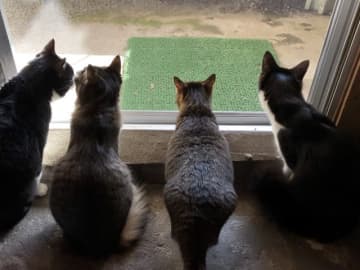 アパートの隣人が猫を多頭飼育 「糞尿の悪臭も強烈」で窓も開けられない日々