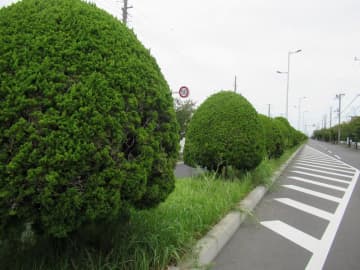 街路樹伐採に住民反発、見直しへ　枝危険性で開始も「唐突だ」　浦安市　分離帯のカイヅカイブキ