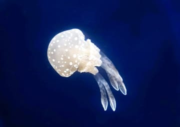 クラゲ？それともタコ？　鴨川シーワールドで展示　ぷかぷかかわいらしく