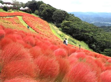 ひと足早い秋色風情　コキアが紅葉期　富津・マザー牧場　20日すぎには丘一面真っ赤に
