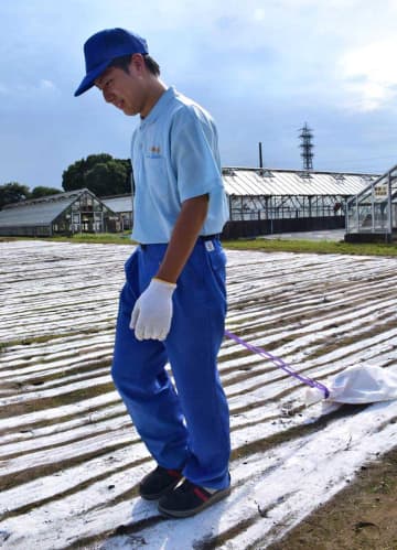 高校の農場、育てた野菜廃棄に…　大雨で腰の高さまで浸水　茂原樟陽高　生徒「すごく悲しい」