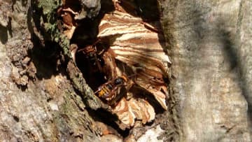スズメバチ駆除の男性死亡　市の依頼で作業中、耳と背中刺され　館山・茂名川の土手