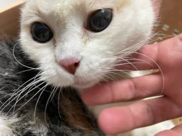 「爪がアンモナイトみたいに伸びて…」、まったく世話されなかったおばあちゃん猫の10年