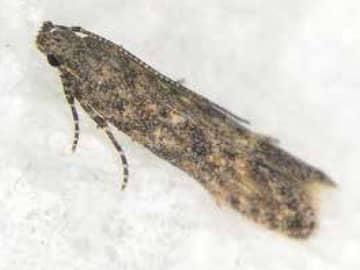 害虫「トマトキバガ」千葉県内初確認　作物狙う外来種、注意を