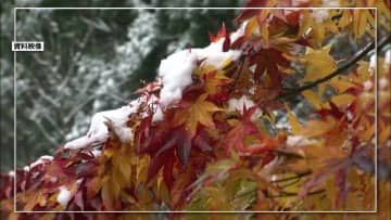         日本の四季が“二季”になる!? クリスマスに紅葉、5月にセミが鳴き始める未来も…      