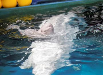 シロイルカ「ベルーガ」赤ちゃん生まれる　鴨川シーワールド　国内での繁殖例珍しく