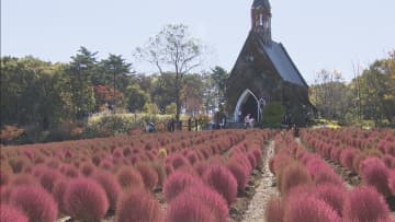         約2000株のコキアがみごろ　赤く色づく　岐阜・郡上市「牧歌の里」      