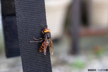 スズメバチ遭遇時、やってはいけない命に関わる「危険な行動」　11月も要注意
