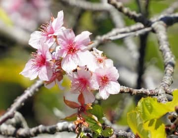 「霜降」に桜咲く　いすみ鉄道沿線