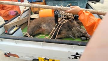 【速報】千葉市中心部にイノシシ　千葉駅などで目撃情報相次ぐ　約9時間後に捕獲、けが人も