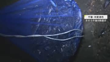 【独自】網の中には大量のワタリガニ　夜の千葉の海岸で“密漁者”直撃　中国SNSの投稿で情報拡散か