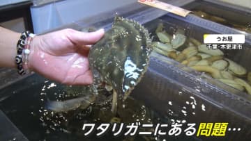 【独自】ワタリガニ“密漁者”を直撃　千葉の海岸に集まる理由は　中国系SNSに“穴場”情報も