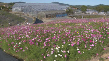         色鮮やかな約20万本のコスモスが見ごろ　三重・志摩市観光農園      