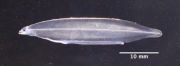近畿大学がウナギの完全養殖に成功