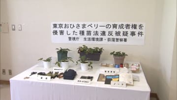 イチゴ「東京おひさまベリー」を栽培しフリマアプリで販売した疑い　「プチぜいたくランチに使った」55歳女を書類送検　警視庁