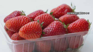 不正販売し「プチぜいたくランチ」か…品種登録されたイチゴ苗をフリマアプリで売った疑い　55歳女を書類送検