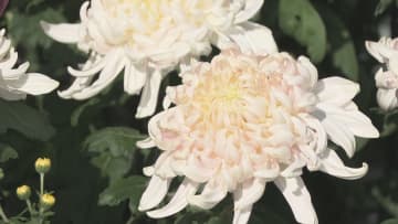         丹精込めた大輪の花咲く JA松山小野支所で「菊の展示会」開催【愛媛】      