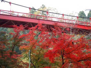 紅葉が見頃を迎える泉自然公園で「もみじまつり」を開催中！