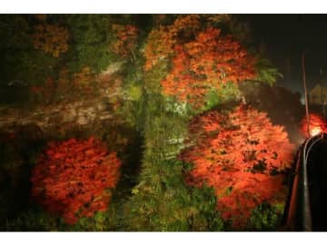 夜の紅葉を堪能！養老渓谷 紅葉ライトアップ＜11 月23 日（木・祝）～ 12 月10 日（日）＞開催