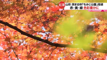         もみじ公園で紅葉見ごろ　木々の葉が美しく彩り　「街中に紅葉　すごくいい場所」　山形市　      