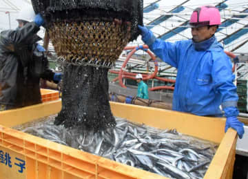 銚子漁港に待望のサンマ　今年初水揚げ、昨年はゼロ　燃料代高騰にため息も