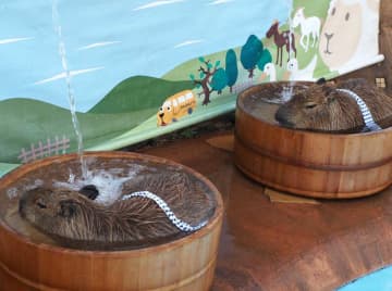 カピバラ「いい湯だな♪」　もうすぐ「いい風呂の日」　富津・マザー牧場　打たせ湯に目を細め