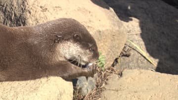 「推し動物」に新たな応援　全国の動物園や水族館で大好きな動物にエサのプレゼント　お返しに動画も