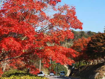 里山鮮やか！「もみじロード」紅葉見頃　おもてなしイベントも　富津