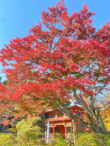 【清水公園】紅葉の見ごろが近づく　入園無料で散策ができる公園