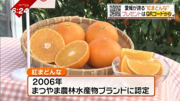         とろける食感！実は繊細…愛媛の温室育ち「紅まどんな」おいしさのウラにある柑橘農家の心配り      