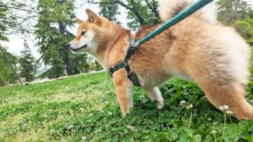 「犬をリードなしで散歩するのはやめて」ある日、再会した犬が車椅子になっていて……