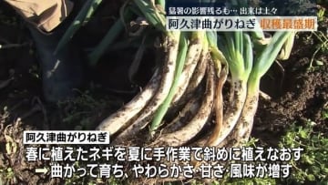         郡山市の伝統野菜「阿久津曲がりねぎ」の収穫が最盛期【福島】      
