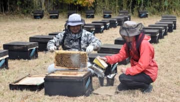 暖を求めミツバチお引っ越し　東北地方から南房総地域に続々　春に向け英気養う