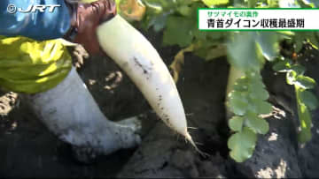         ミネラル分豊富な海砂で育った青首ダイコンの収穫最盛期【徳島】      
