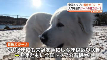         全国トップの看板犬　天栄村にあるエンゼルフォレスト白河高原のジーナが愛される理由      