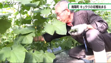         県内トップクラスの生産量　海部町のキュウリの収穫始まる【徳島】      
