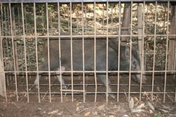 イノシシに70代男性2人襲われる　1人はかまれ30針縫う大けが　館山の捕獲従事者　わなのワイヤー切れ…