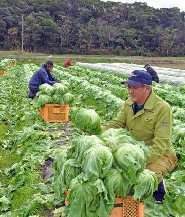 冬の旬「かんべレタス」出荷始まる　甘くてシャキシャキ、「サラダやしゃぶしゃぶに」　館山・神戸地区
