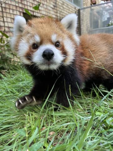 レッサーパンダ「風太」の娘「風美」死ぬ　16歳5カ月、心不全で　鹿児島に来園し3頭出産