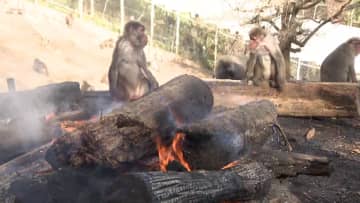         サルも寒さの備え　ストーブやたき火で暖をとる姿も　愛知・犬山市「日本モンキーセンター」      