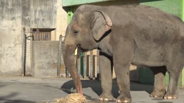         ゾウに手作りケーキをプレゼント 休園中の甲府市立動物園でクリスマスイベント 山梨県      