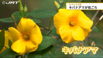         黄色い可憐な花を咲かせる「キバナアマ」が見ごろ　ポルトガルの文人・モラエスが愛した花【徳島】      